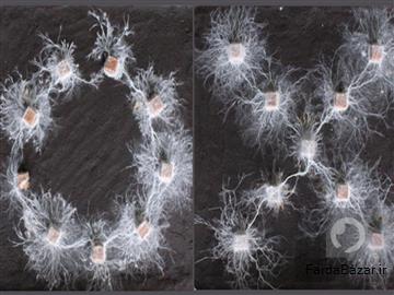 عکس موجودات عجیبی که بدون مغز فکر می‌کنند!