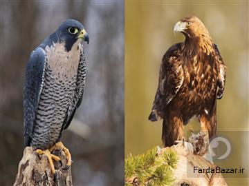 عکس جدال شاهین و عقاب در ویژگی های متفاوت!