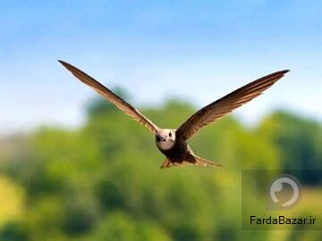 عکس <%# hl_post_title.Text %>