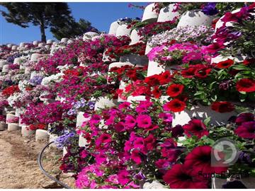 آگهی رایگان گلدان بتنی گلفوژ