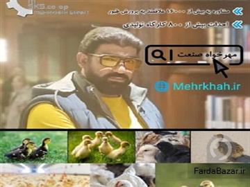 جوجه گوشتی جوجه بومی جوجه تخم گذار